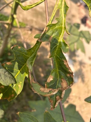 Papaya Leaves Brown Edges