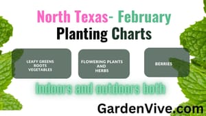 What to Plant in February in North Texas