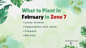 What to Plant in February in Zone 7