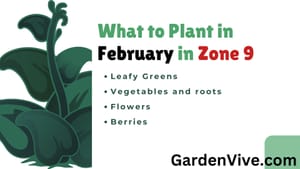 What to Plant in February in Zone 9