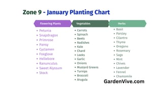 What to Plant in January in Zone 9