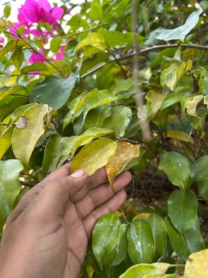 Bougainvillea Leaves Turning Yellow