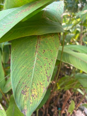 Bird of Paradise Leaves Turning Brown and Brown Spots