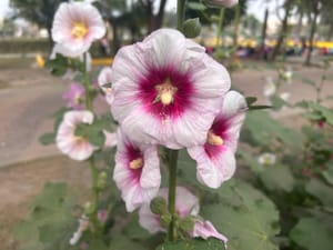 Hollyhocks in Florida