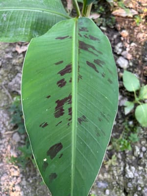 Black Spots on Banana Leaves