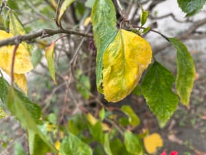 yellow leaves on hibiscus