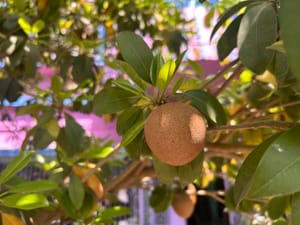 Sapodilla in Florida