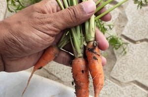 My Carrots are so small