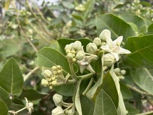 Giant Milkweed in Florida