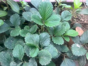 Strawberry Plant Not Flowering