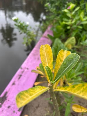 Desert Rose Leaves Turning Yellow