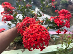 Ixora in Florida