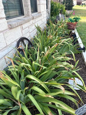 Iris leaf tips turning brown