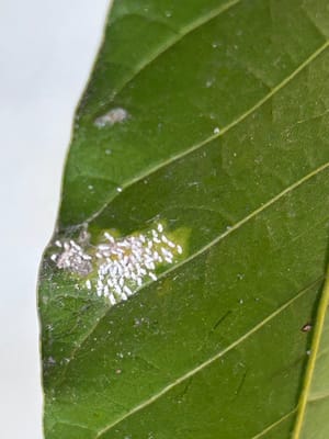 White spots on Mango Leaves