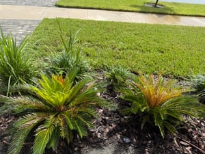 Sago palm brown leaves