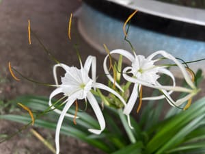 Spider lily in Florida