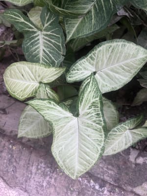 Arrowhead plant turning pale or white