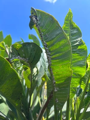 Mealybugs on Plumeria