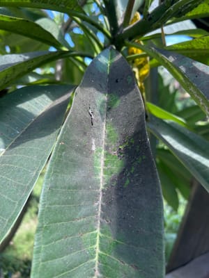 Black spots on Plumeria leaves - sooty mold