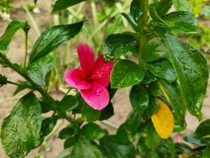 Winter Care for Hibiscus