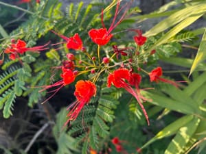 How to Grow Pride of Barbados from Seed