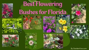 Best Flowering Bushes in Florida
