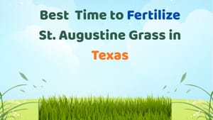 When to Fertilize St Augustine Grass in Texas