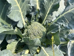 Growing broccoli in Florida