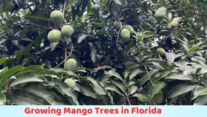 How to grow a mango tree in Florida