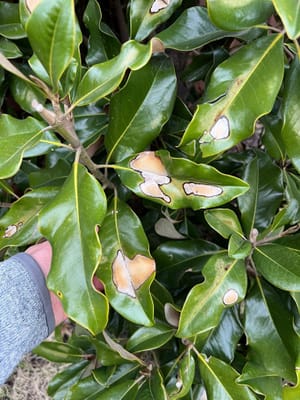 Brown Spots on Magnolia Leaves