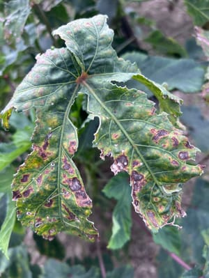 Brown spots on okra leaves