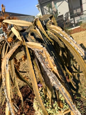 Cold Damaged Dragon Fruit Plant