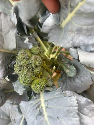 Aphids on Broccoli