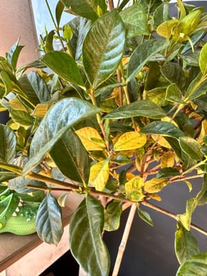 Gardenia leaves are turning yellow