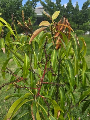 Mango Blooms Drying Up
