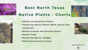 North Texas Native Plants