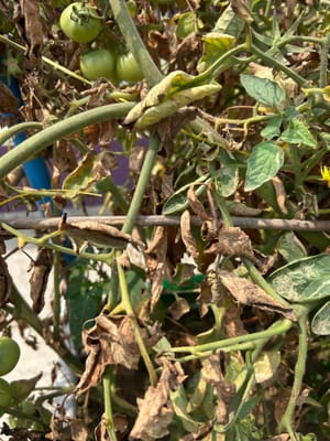 Tomato Leaves Drying Up