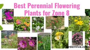 Best Perennial Flowering Plants for Zone 8
