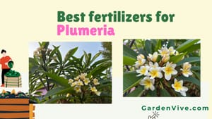 Best Fertilizer for Plumeria