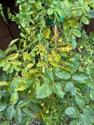 Black spots on rose leaves