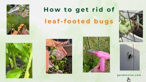 How to get rid of leaf footed bugs