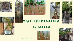 Propagation of Mint Cuttings in Water
