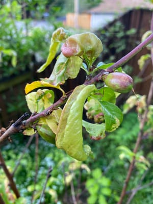 Curled Leaves on Peach Tree