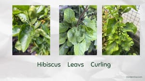 Hibiscus Leaves Curling