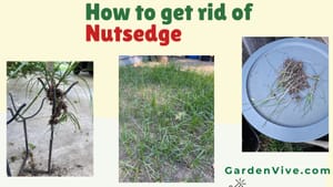 How to get rid of nutsedge