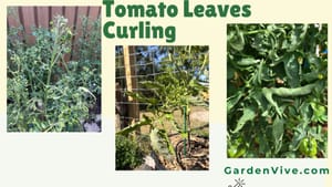 Tomato Leaves Curling