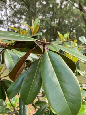 magnolia not flowering