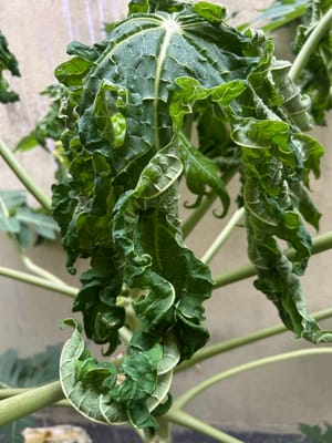 Papaya Leaves Curling