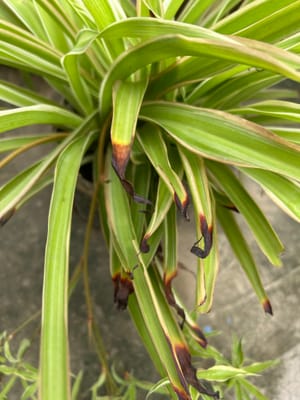 Spider Plant Leaf Tips Turning Brown