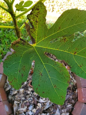 Brown spots on fig tree leaves